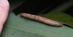 Ichneutica