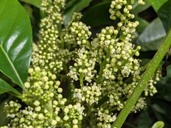 Melicope semecarpifolia