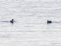 Brachyramphus marmoratus