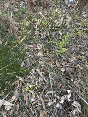 Acacia aculeatissima