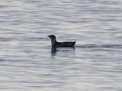 Brachyramphus marmoratus