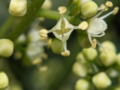 Melicope semecarpifolia
