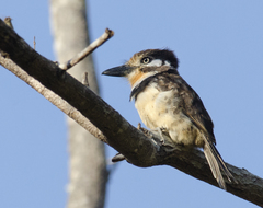 Hypnelus ruficollis