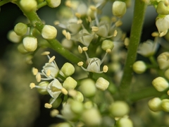 Melicope semecarpifolia