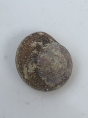 Agathistoma fasciatum