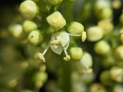 Melicope semecarpifolia