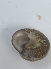 Agathistoma fasciatum