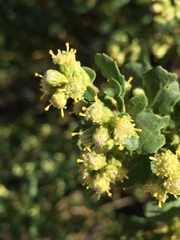 Baccharis pilularis consanguinea