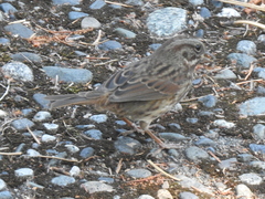 Melospiza melodia