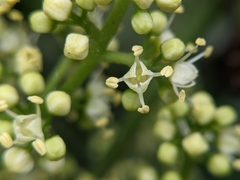 Melicope semecarpifolia
