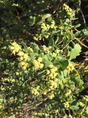 Baccharis pilularis consanguinea