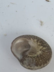 Agathistoma fasciatum