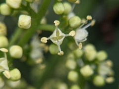 Melicope semecarpifolia