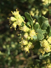Baccharis pilularis consanguinea