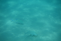 Caranx melampygus