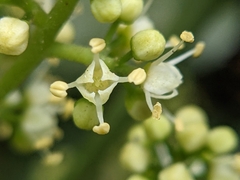 Melicope semecarpifolia