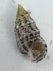 Cerithium litteratum
