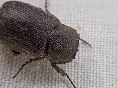 Maechidius