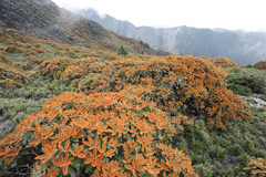 Rhododendron hyperythrum
