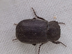 Maechidius