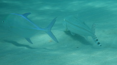 Caranx melampygus