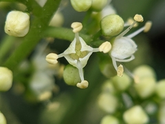 Melicope semecarpifolia