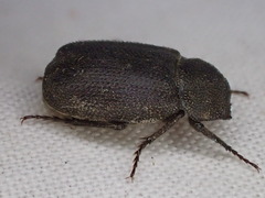 Maechidius