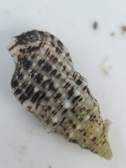Cerithium litteratum