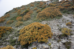 Rhododendron hyperythrum