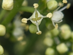 Melicope semecarpifolia