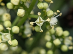 Melicope semecarpifolia