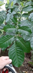 Dysoxylum spectabile