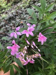 Cleome houtteana