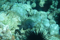 Plectroglyphidodon marginatus