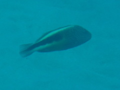 Paracirrhites forsteri