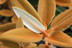 Rhododendron hyperythrum