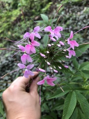 Cleome houtteana