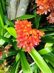 Clivia miniata