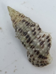 Cerithium litteratum