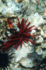 Heterocentrotus mamillatus