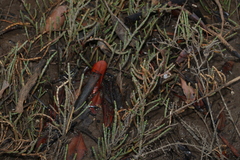 Tecticornia indica