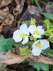 Sagittaria platyphylla
