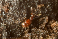 Pselaphinae
