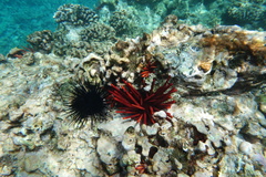 Heterocentrotus mamillatus