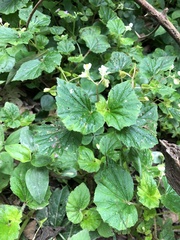 Begonia hirtella