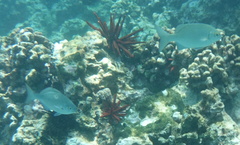 Kyphosus cinerascens