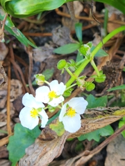 Sagittaria platyphylla