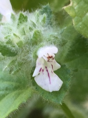 Stachys pycnantha