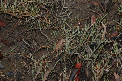 Image of Tecticornia indica by (c) Greg Tasney, some rights reserved (CC BY-SA)
