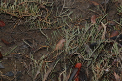 Tecticornia indica